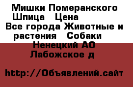 Мишки Померанского Шпица › Цена ­ 60 000 - Все города Животные и растения » Собаки   . Ненецкий АО,Лабожское д.